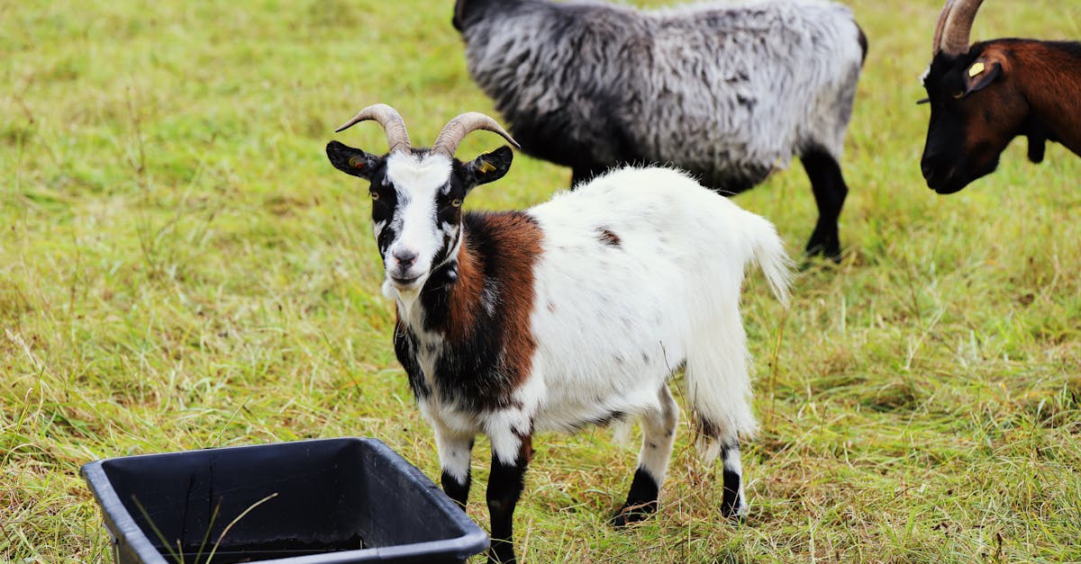 three goats graze on a meadow beside a water trough on a farm showcasing pastoral life