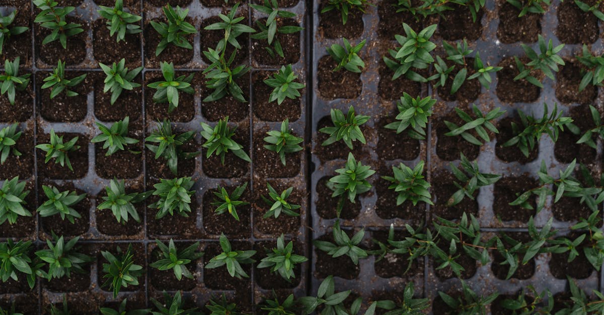 top view of vibrant green seedlings arranged in nursery trays ready for planting