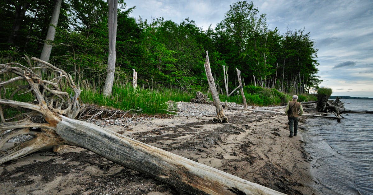 tranquil beach scene in vejle denmark featuring driftwood a forest backdrop and a lone man walki