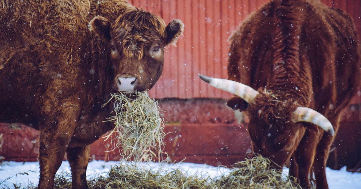 two brown cattle grazing hay on snowy farm with tranquil winter atmosphere