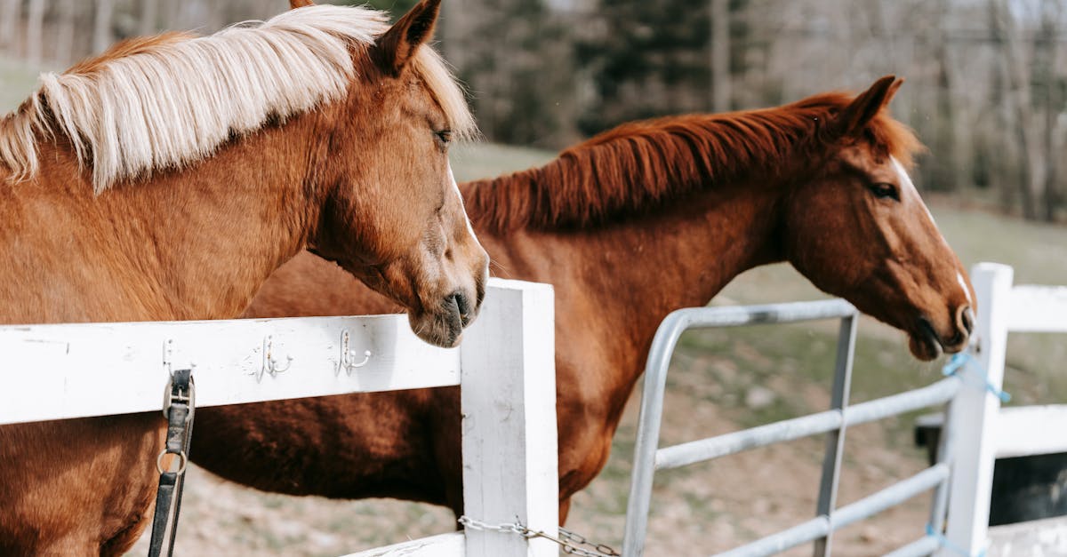 two chestnut horses resting by a white fence in a scenic outdoor paddock 1