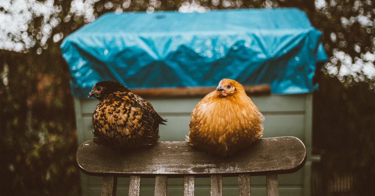 two chickens resting on a chair outdoors with a vivid backdrop capturing a serene moment 1