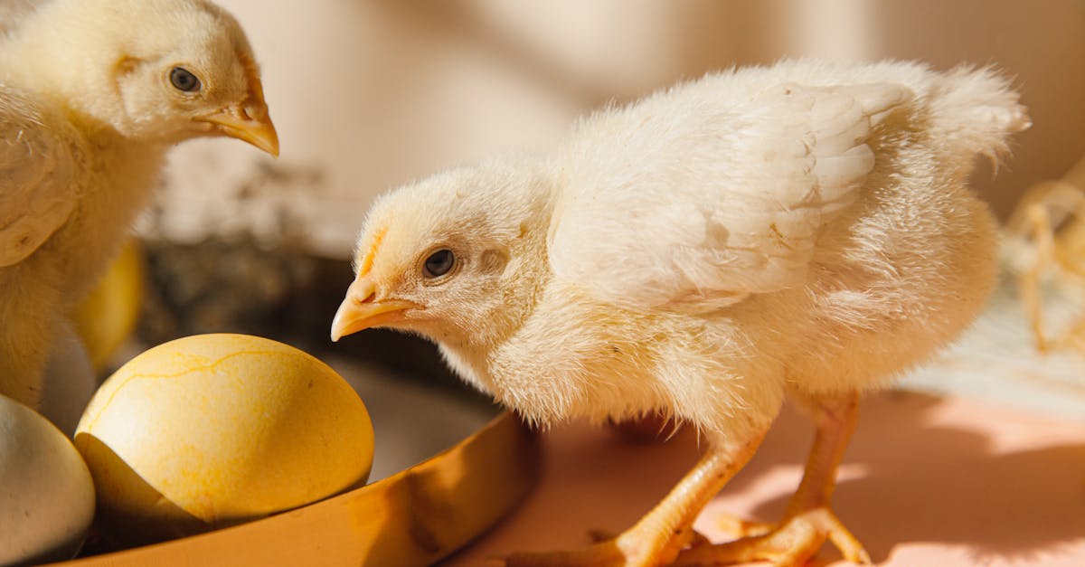 two fluffy chicks explore a tray of pastel colored easter eggs in a sunny indoor setting