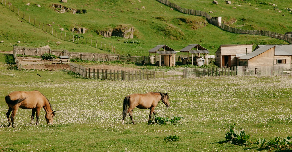 two horses grazing in a scenic countryside field with rustic farm buildings