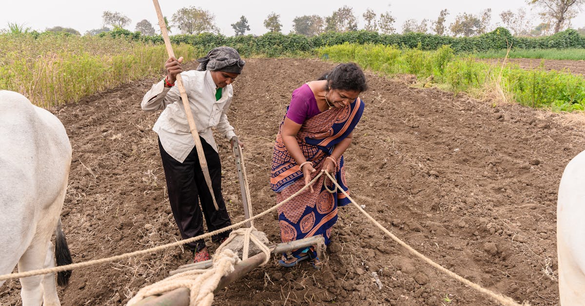 two indian farmers plowing a field using traditional methods in rural nagpur