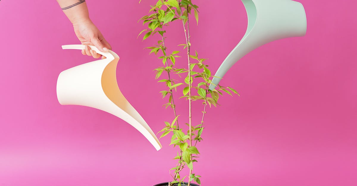 two people using stylish watering cans to nurture a potted plant against a vibrant pink background