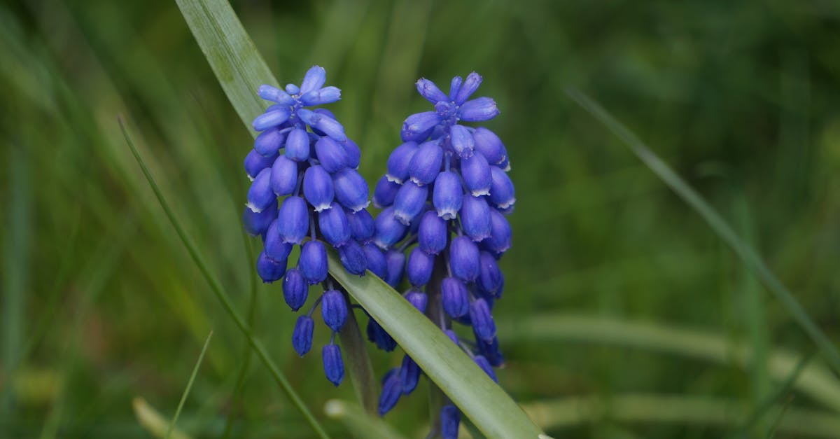 vibrant blue grape hyacinth flowers on a green background in a garden setting