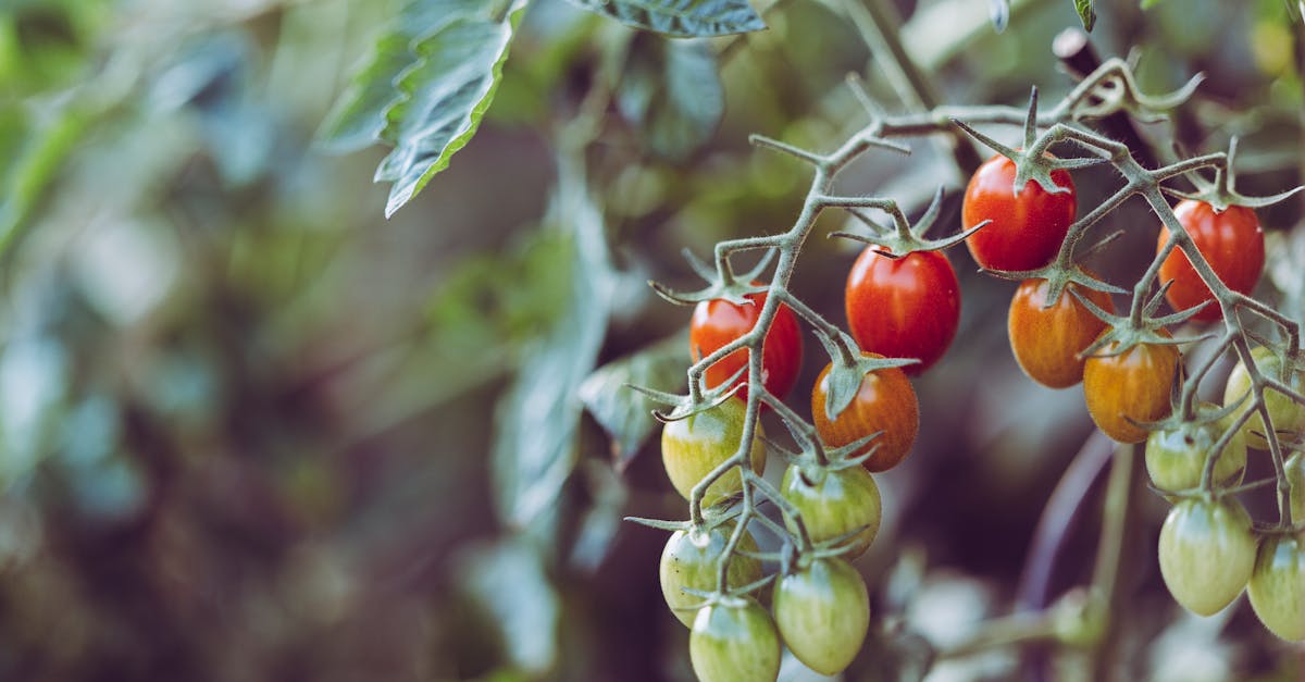 vibrant cherry tomatoes ripening in a garden showcasing nature s bounty and organic farming 1