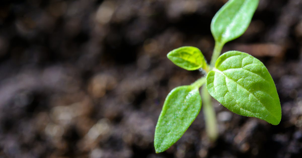 vibrant close up of a young tomato seedling sprouting in the soil