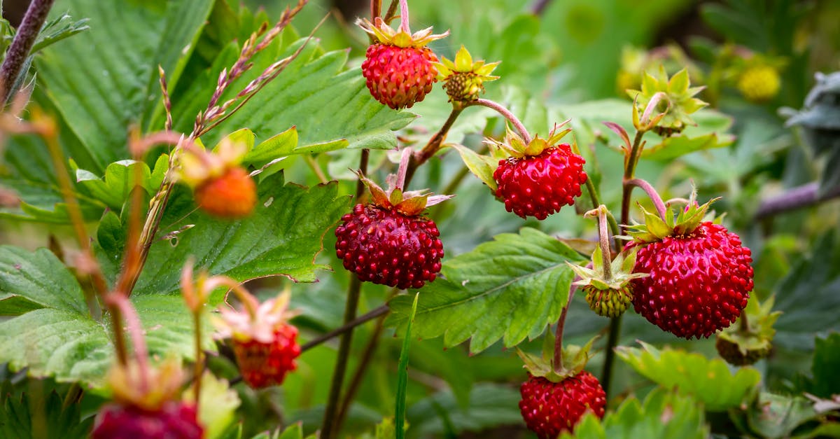 vibrant close up of ripe wild strawberries surrounded by lush green leaves