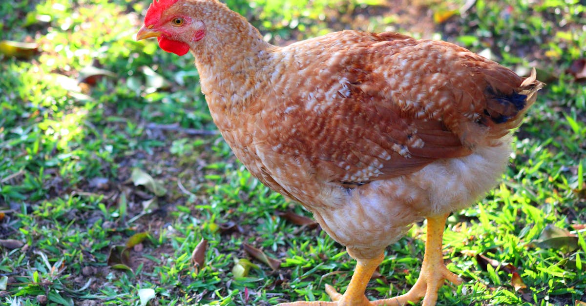 vibrant free range hen foraging in a lush green field in panama provincia de panama