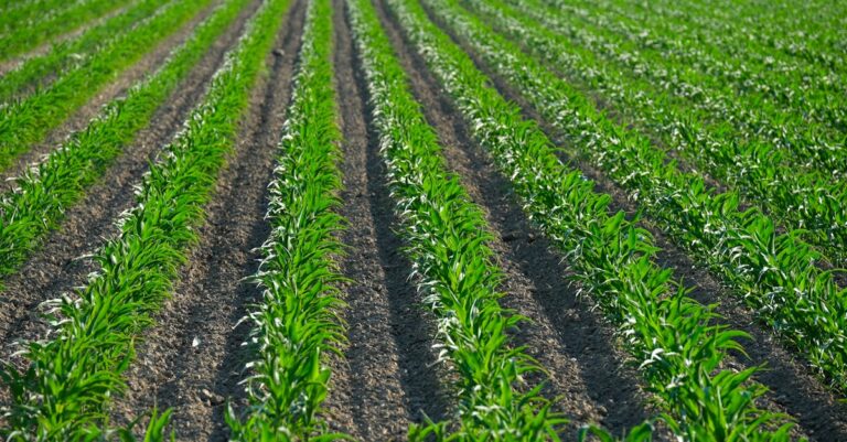 10 Best Cover Crops for Enhancing Soil Fertility That Support Sustainability