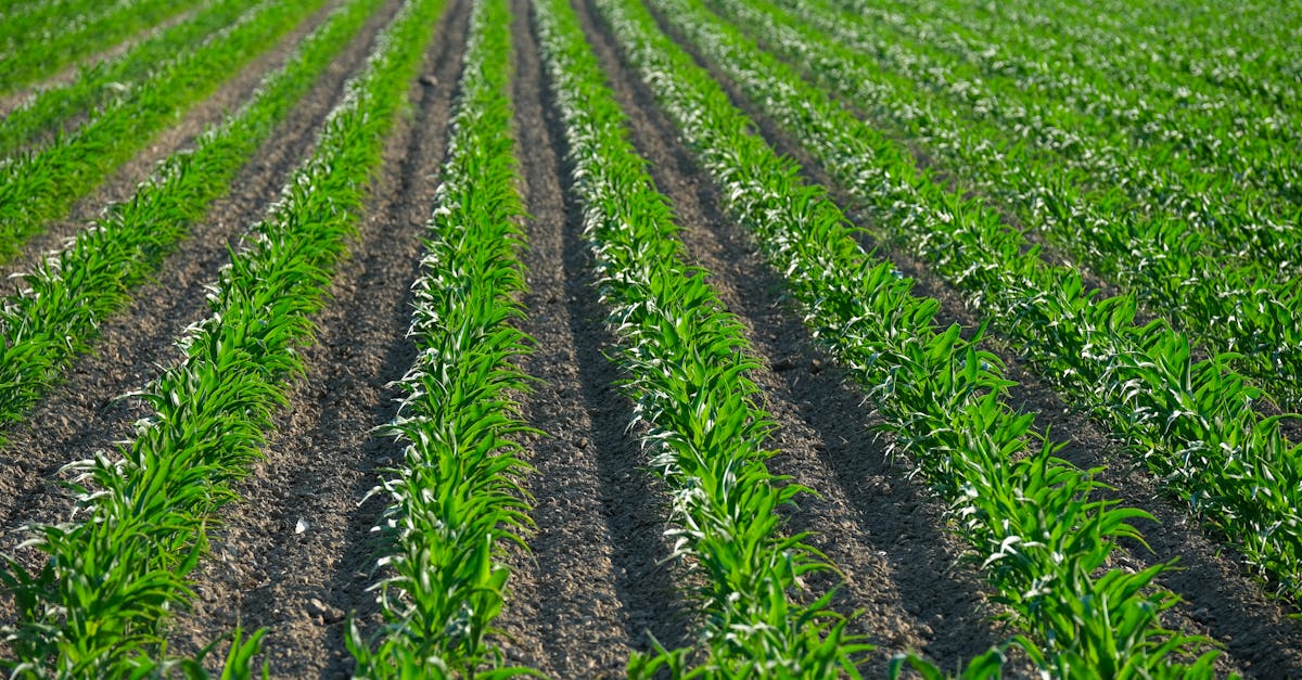 vibrant green corn rows on farmland in summer showcasing crop growth and rural agriculture