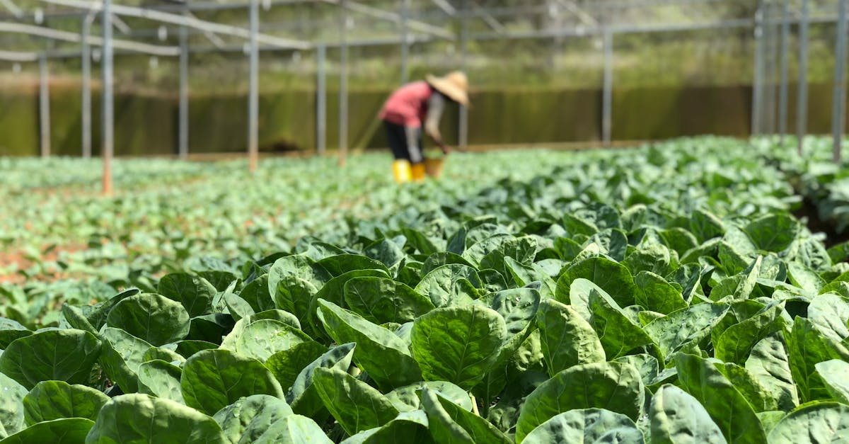 vibrant green lettuce growing in a greenhouse with a farmer tending to the crops