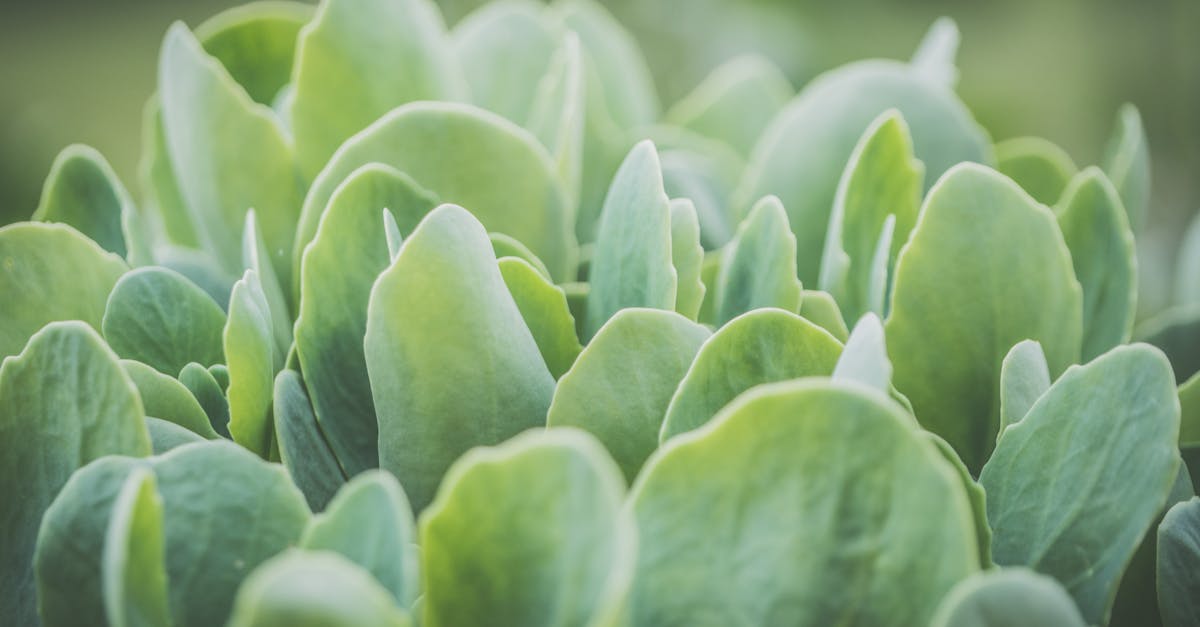 vibrant green plant leaves in close up showcasing freshness and organic beauty 1