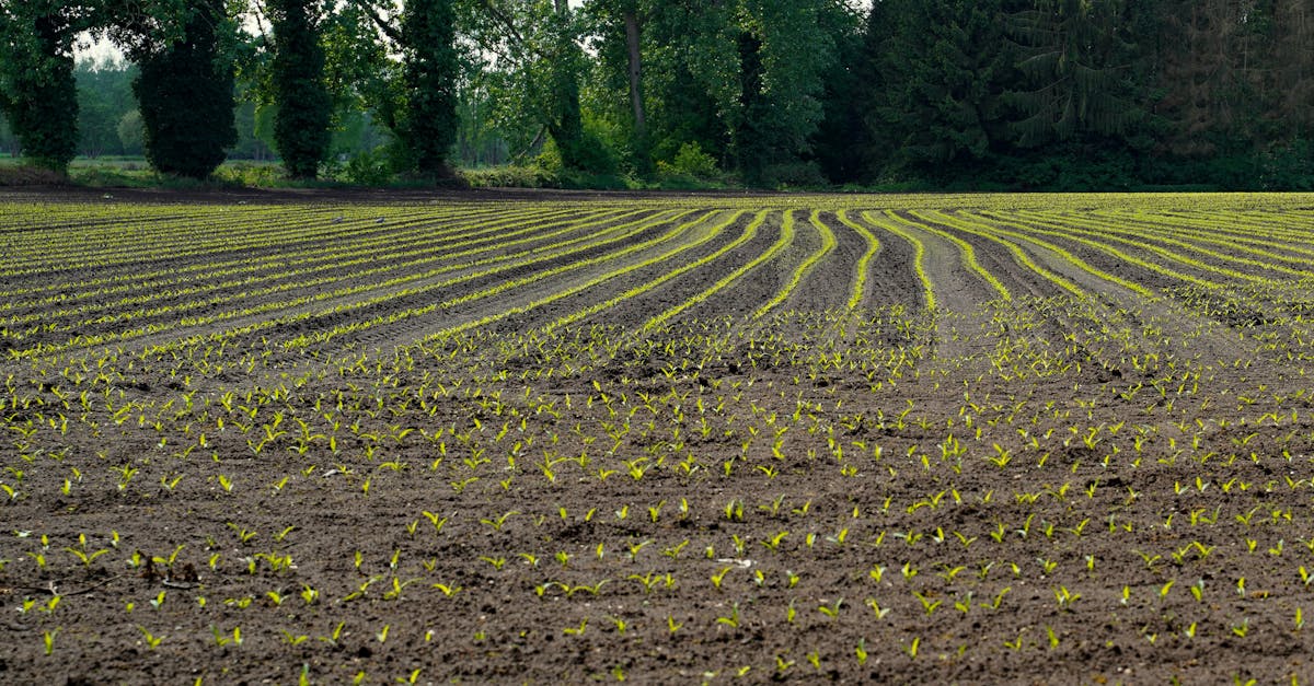 vibrant green seedlings growing in neatly planted rows on a summer day