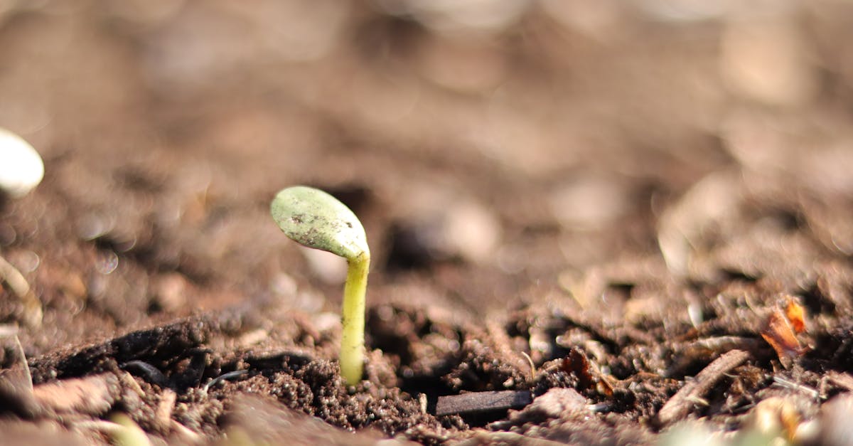 vibrant green sprout breaking through rich brown soil symbolizing new growth and potential 1