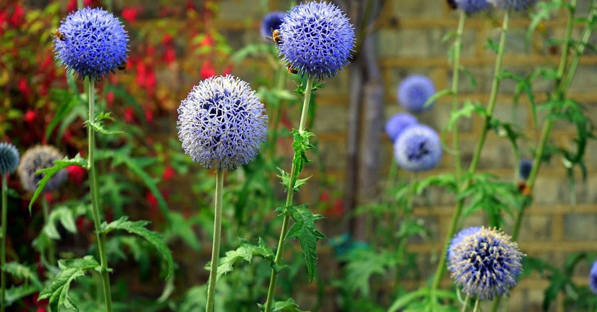 vibrant purple globe thistles with bees in a colorful outdoor garden