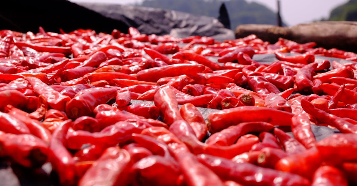 vibrant red chili peppers drying under the sun emphasizing their spicy and colorful nature