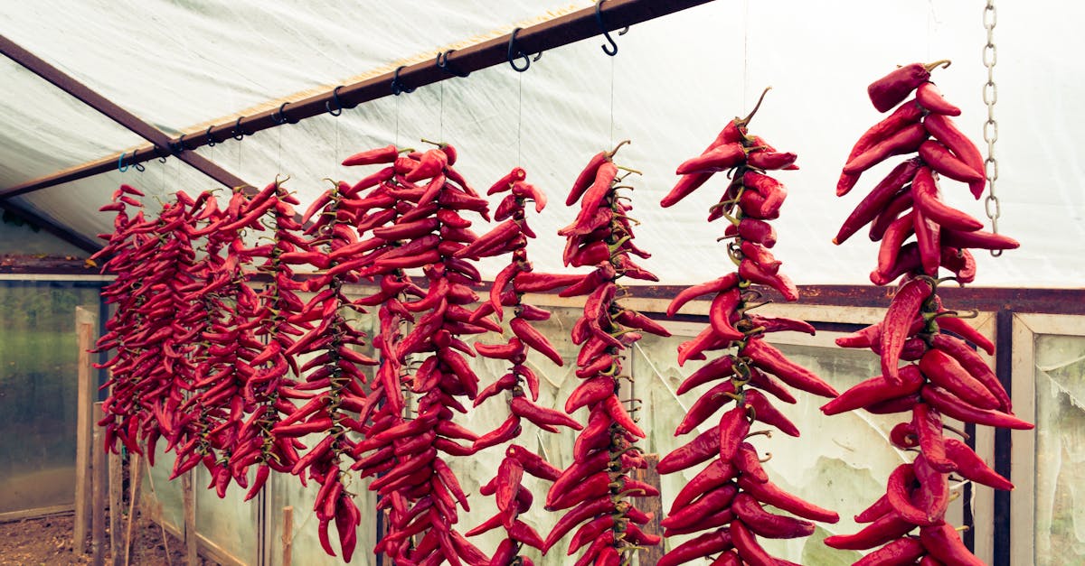 vibrant red chili peppers hanging to dry in a greenhouse setting