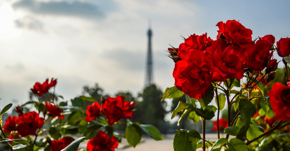 vibrant red roses bloom with the eiffel tower in the background capturing parisian romance