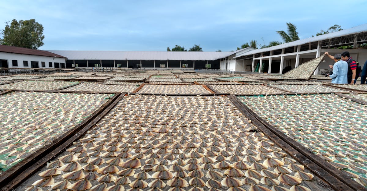 wide angle view of workers arranging racks at an outdoor fish drying facility under cloudy skies