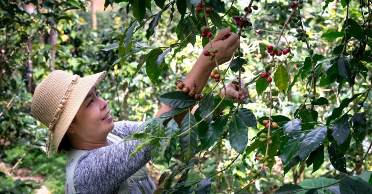 10 Best Fruit Picker Tools for High Branches That Make Harvesting Easy