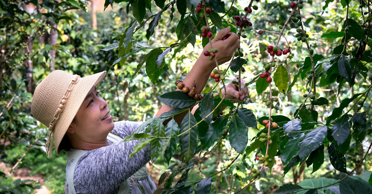 woman carefully picking fresh coffee berries in a lush green garden showcasing the harvest season