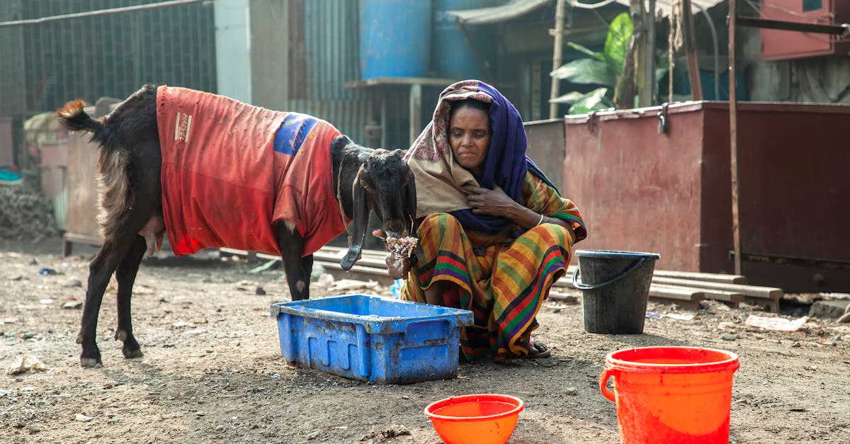 woman sitting with a goat in a colorful urban environment wearing traditional attire