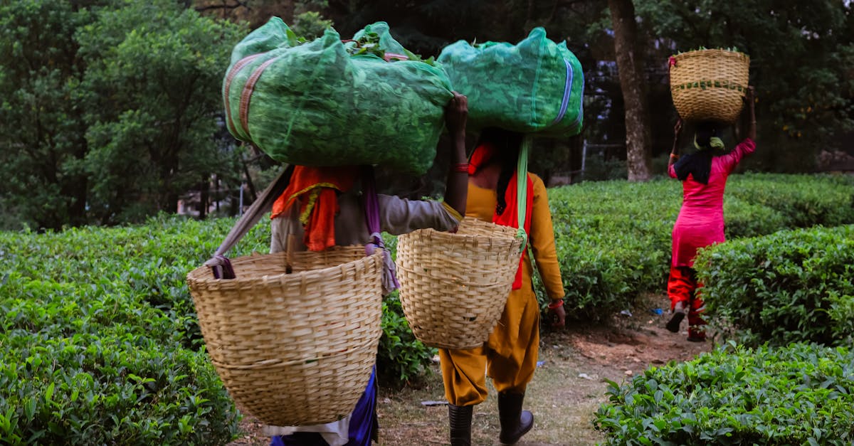 workers carrying baskets with tea harvest in lush green countryside fields