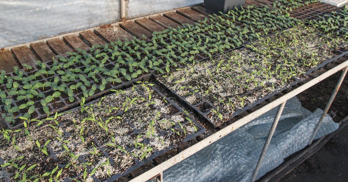 young seedlings in trays thriving in a greenhouse environment