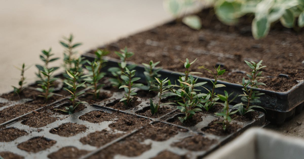 young seedlings sprouting in soil trays ideal for horticulture and gardening themes