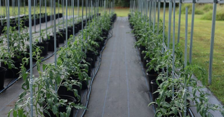 9 Crop Rotation Techniques for Tomatoes That Prevent Disease Naturally