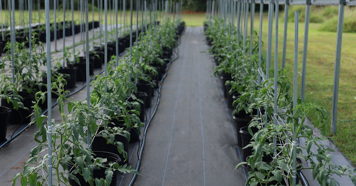 young tomato plants growing in a structured indoor farm greenhouse showcasing modern agricultural m