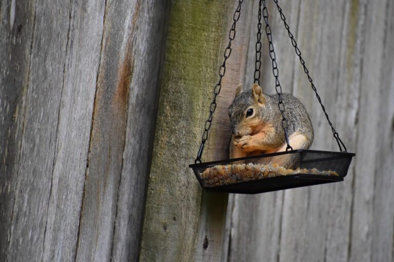 7 Best Feed Dispensers for Efficient Feeding That Prevent Common Issues