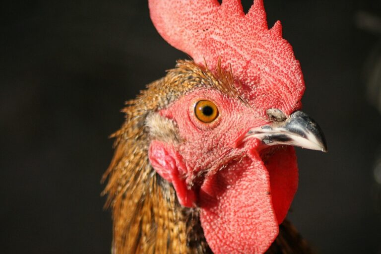 7 Best Portable Chicken Runs for Free-Range Birds That Ensure Safety & Freedom