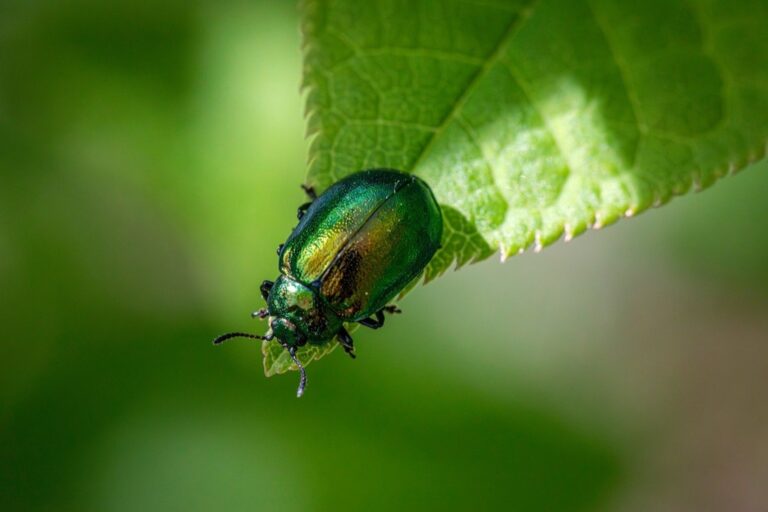 7 Best Strategies for Controlling Aphids Naturally Without Chemicals