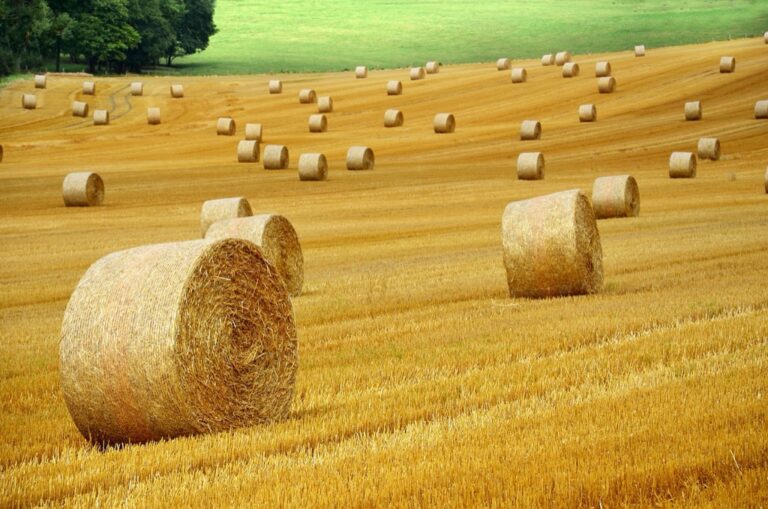 7 Best Hay Auctions for Finding Deals That Seasoned Farmers Trust