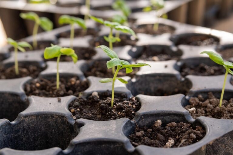 6 Best Plant Heat Mats for Seed Starting That Guarantee Faster Germination