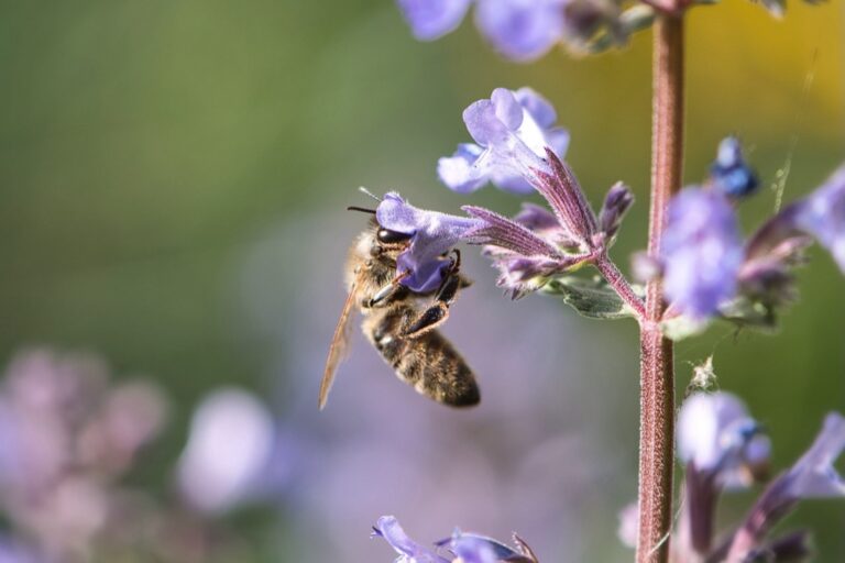 7 Best Pollinator Gardens for Supporting Local Wildlife That Bloom Year-Round