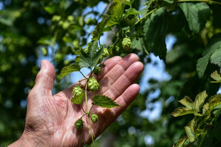 7 Best Hop Trellis Systems for Home Brewing That Maximize Your Yield