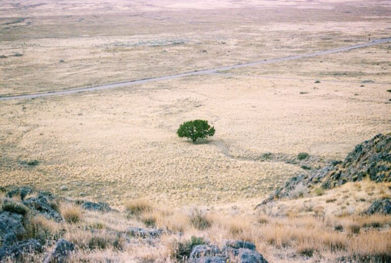7 Best Water Conservation Strategies for Dry Climates That Save Money & Ecosystems