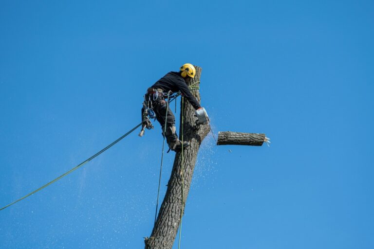 6 Best Pruning Saws for Large Branches Professional Arborists Swear By